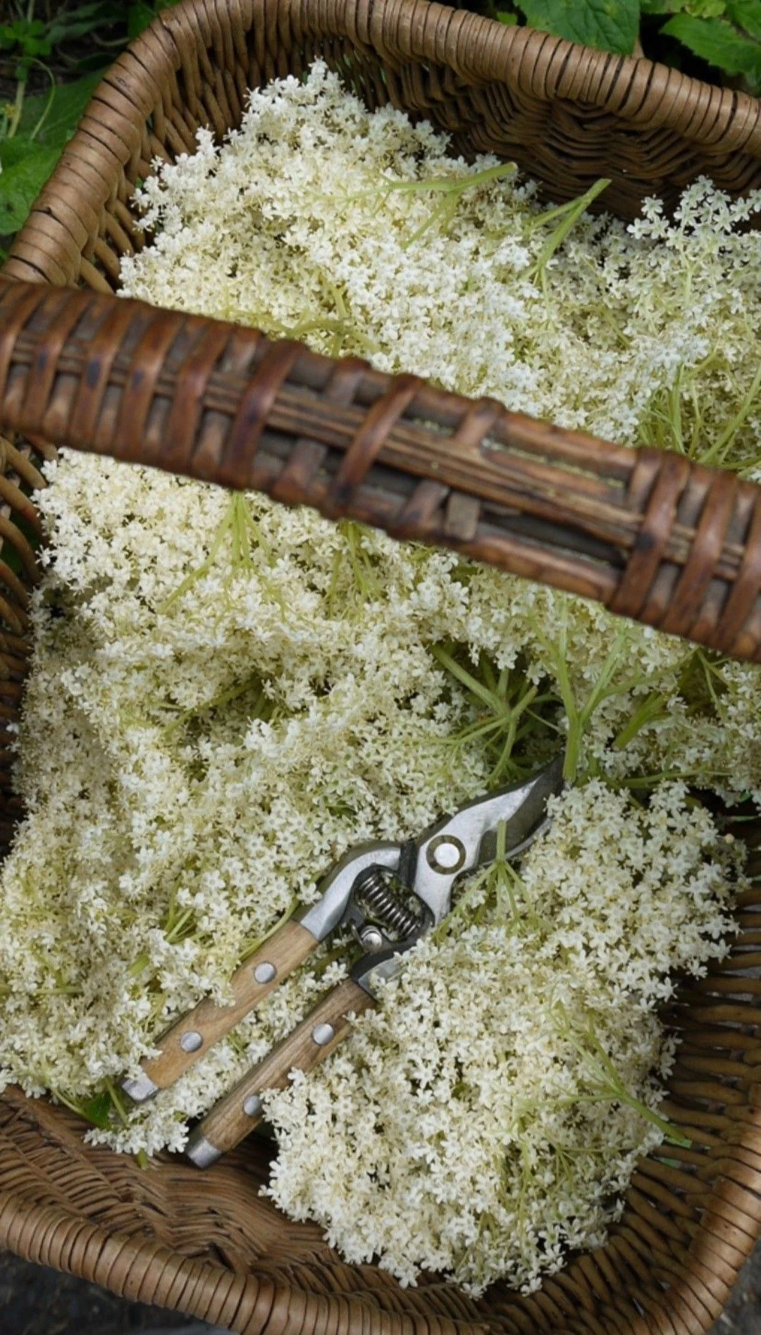A wicker basket filled with pale flowers beside garden scissors.