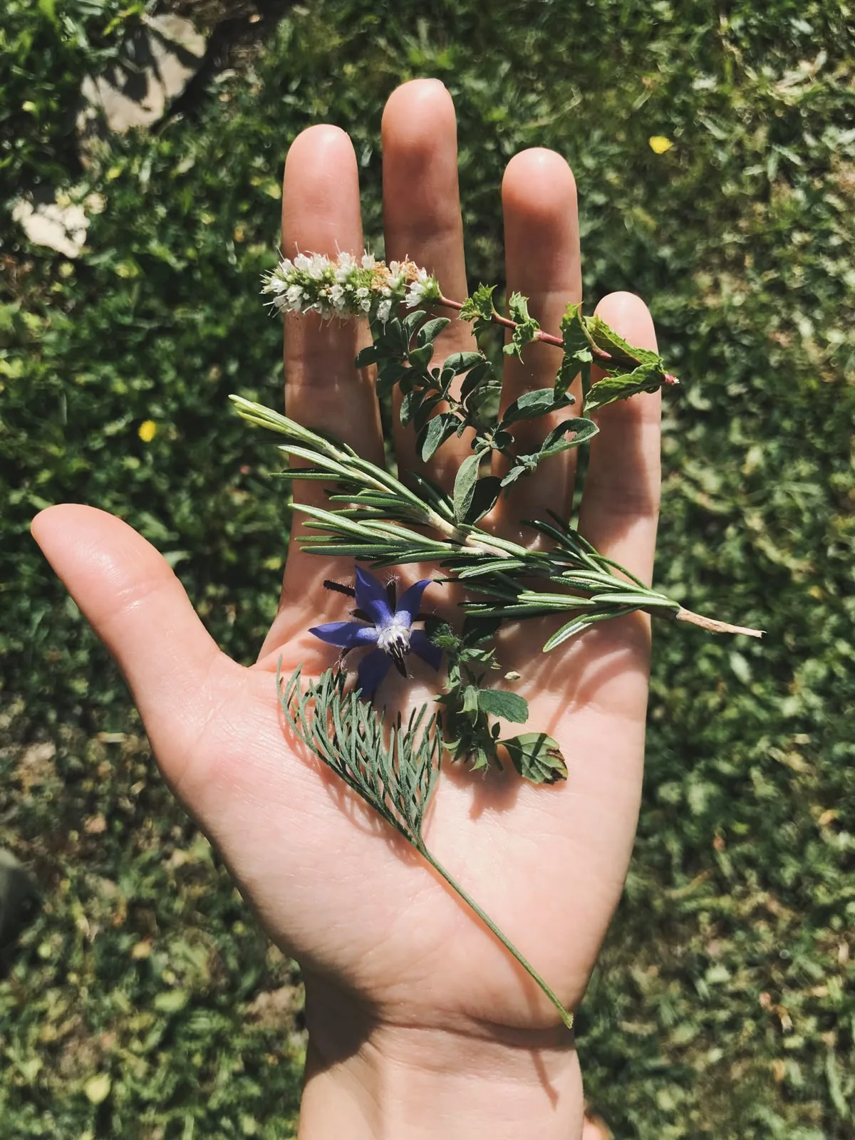 A palm holding tiny white and blue flowers with loose green stems.